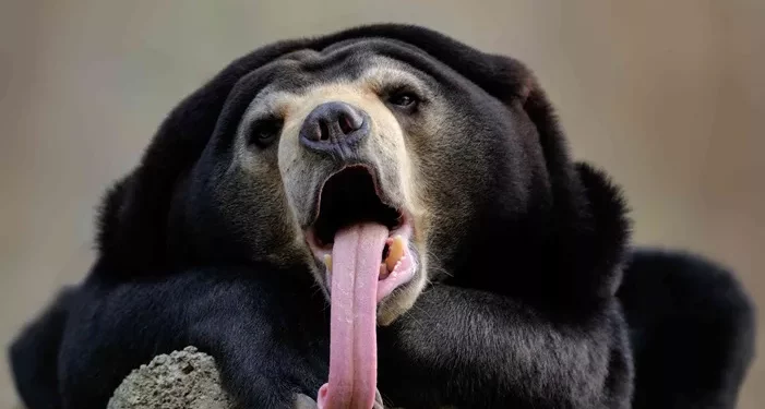 Top 10 Smallest Bear in the World